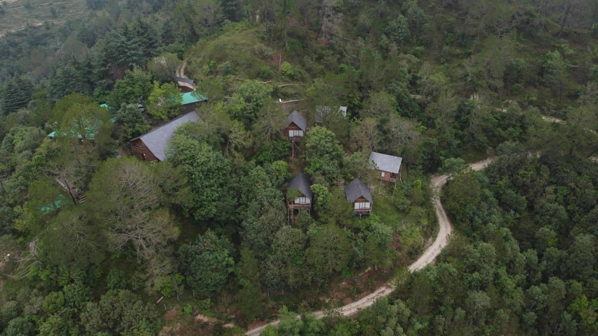 Alaya With Tree House - Suro Woodbine * Shogi