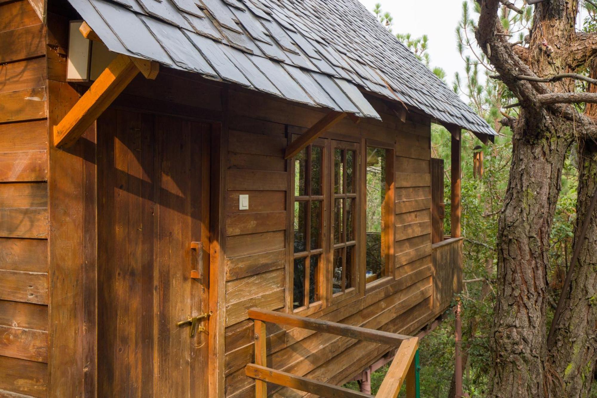 Alaya With Tree House - Suro Woodbine * Shogi