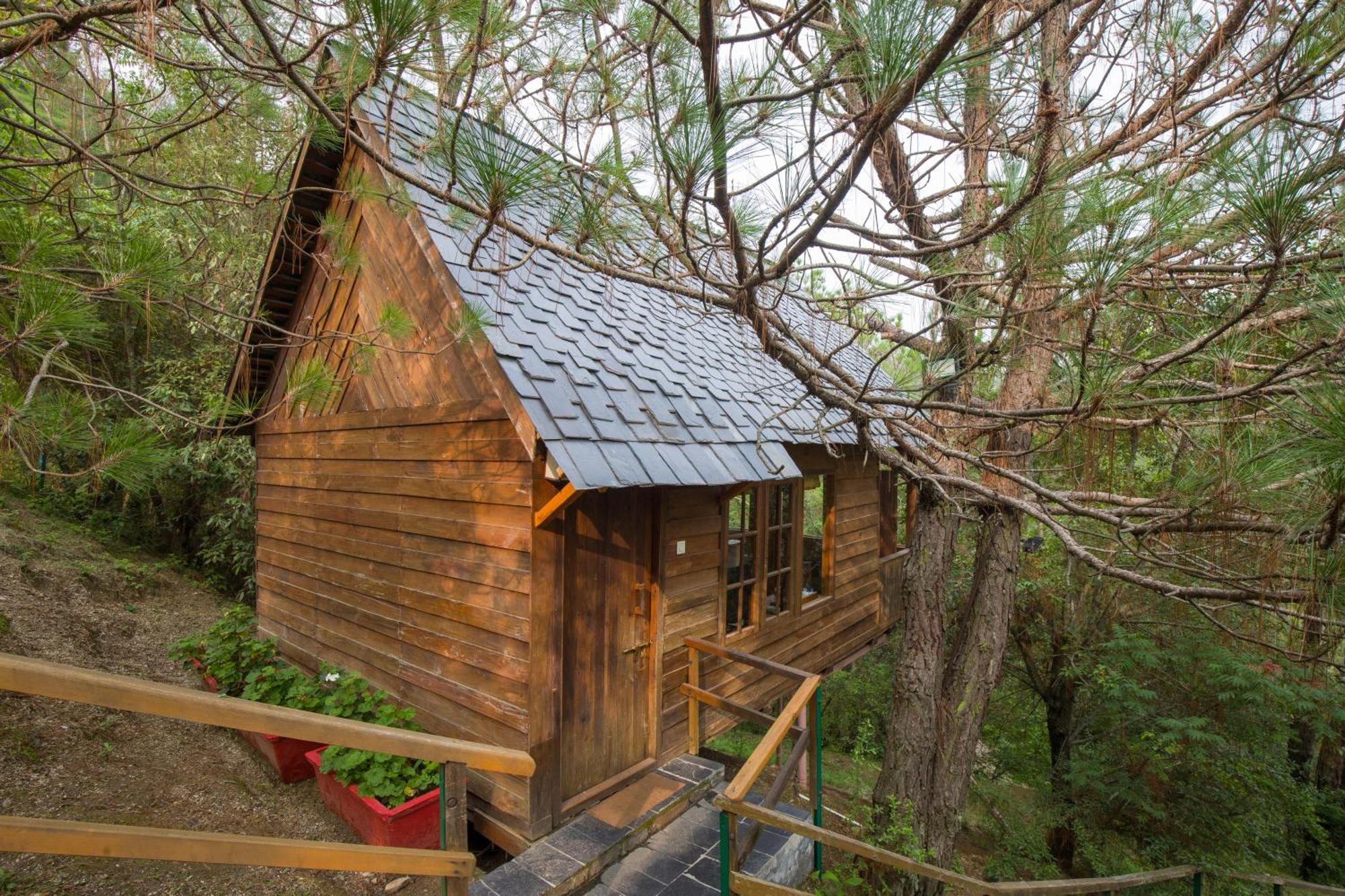 Alaya With Tree House - Suro Woodbine Shogi